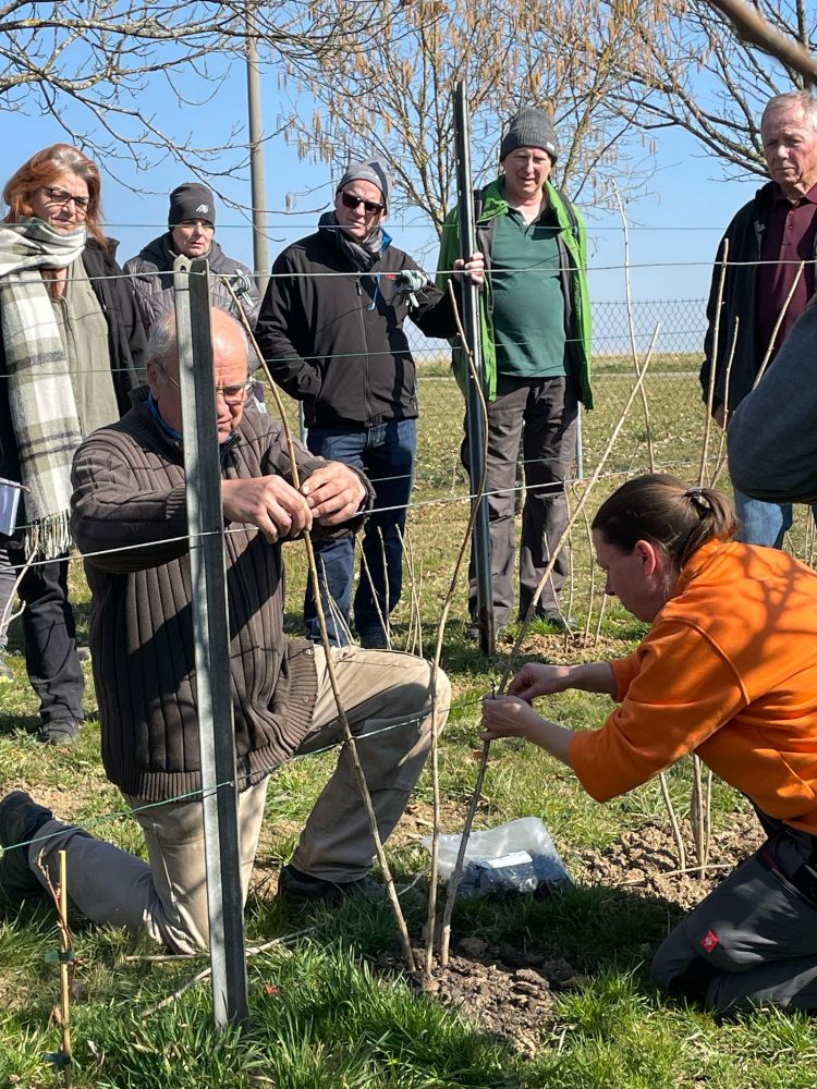 Obst und Gartenbauverein Mittelstadt Reutlingen, Stuttgart Startseite